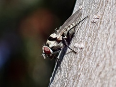 Anthomyia silvestris