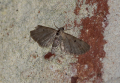Eupithecia miserulata