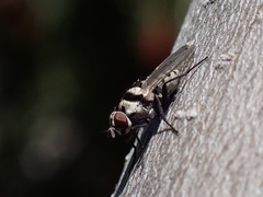 Anthomyia silvestris