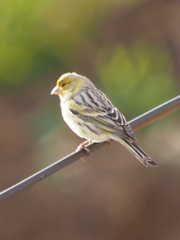 Serinus canaria