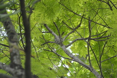Elaenia flavogaster