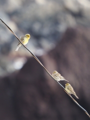 Serinus canaria