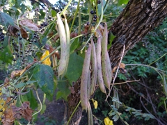 Phaseolus vulgaris