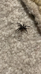 Herpyllus ecclesiasticus