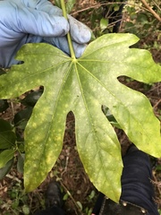 Fatsia japonica