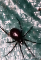 Steatoda grossa