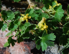 Ribes velutinum