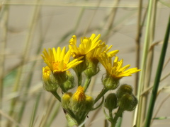 Senecio selloi