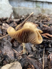 Psilocybe cyanescens