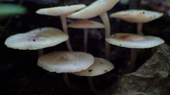 Filoboletus