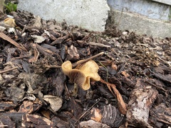 Psilocybe cyanescens