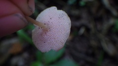 Filoboletus