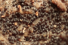 Berkleasmium concinnum