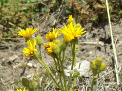 Senecio selloi