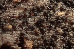 Berkleasmium concinnum