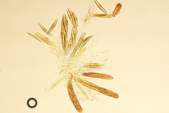 Berkleasmium concinnum