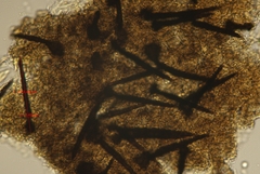 Berkleasmium concinnum