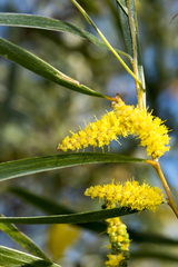Acacia acuminata