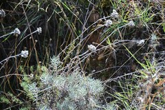 Helichrysum stoechas