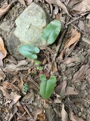 Mickelopteris cordata