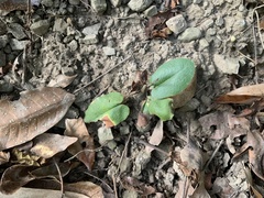 Mickelopteris cordata