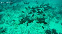 Pempheris klunzingeri