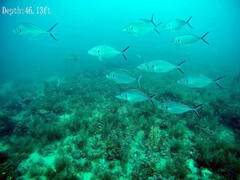 Pseudocaranx georgianus
