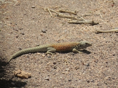 Liolaemus constanzae