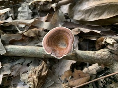 Microporus xanthopus