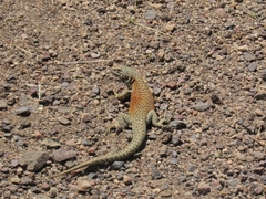 Liolaemus constanzae