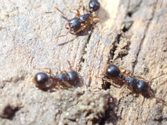 Myrmecina americana