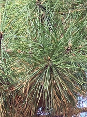 Pinus glabra