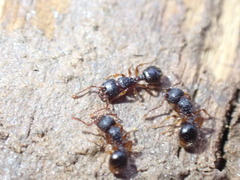 Myrmecina americana