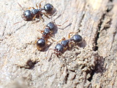 Myrmecina americana