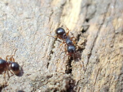 Myrmecina americana