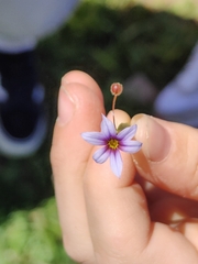 Sisyrinchium micranthum