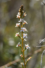 Stylidium