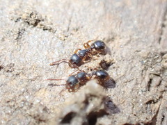 Myrmecina americana