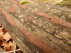 Hypoxylon rubiginosum