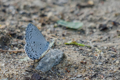 Celastrina lavendularis