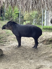 Tapirus pinchaque