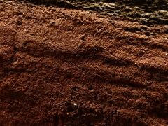 Hypoxylon rubiginosum