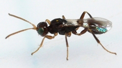 Euphorinae