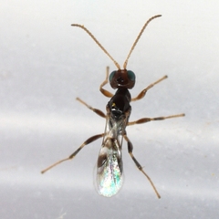 Euphorinae