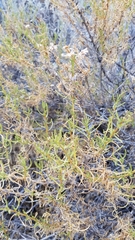 Ericameria linearifolia