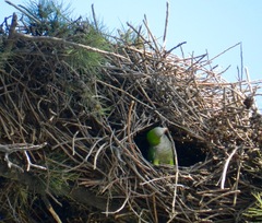 Myiopsitta monachus