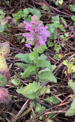 Stachys bullata
