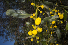 Acacia saligna