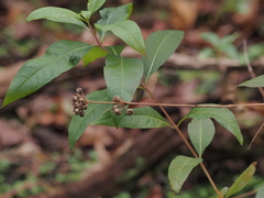 Decodon verticillatus