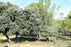 Juniperus oxycedrus